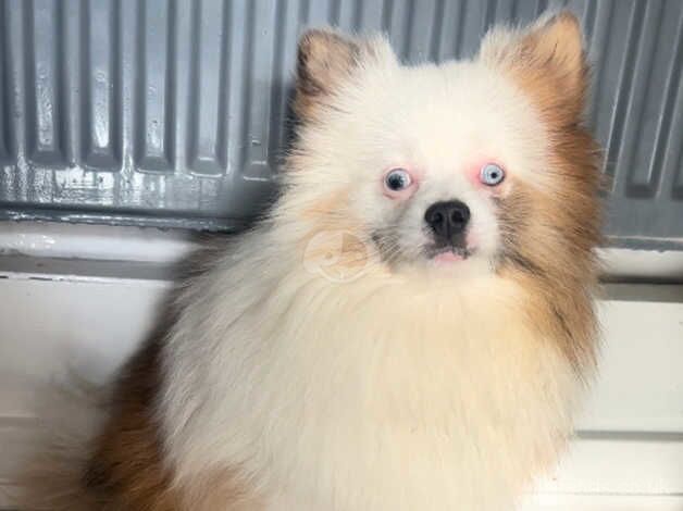 Pomeranians for sale in Widnes, Cheshire