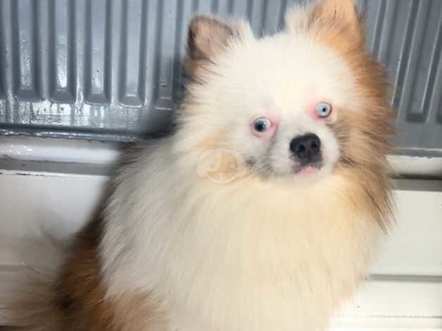 Pomeranian Puppies for sale in Cheshire