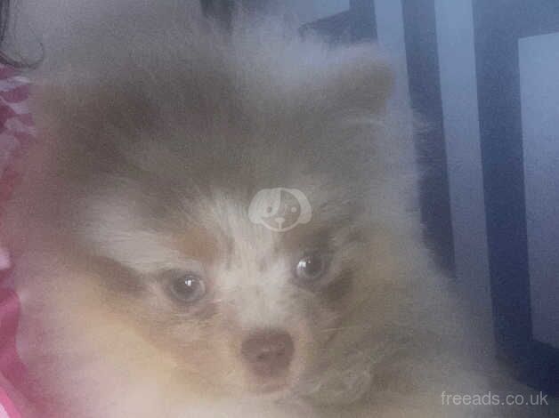 Merle male Pomeranian for sale in Liverpool, Merseyside