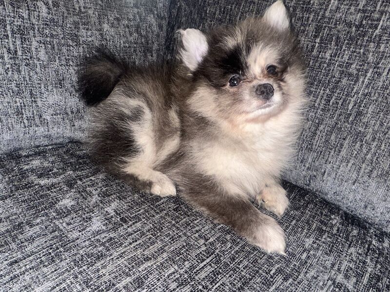 Merle Pomeranians. for sale in Woodford Green, Redbridge, Greater London - Image 1