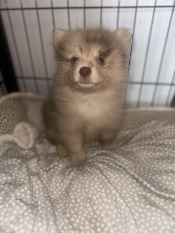 Merle Pomeranians. for sale in Woodford Green, Redbridge, Greater London - Image 8