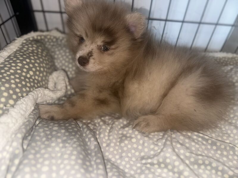 Merle Pomeranians. for sale in Woodford Green, Redbridge, Greater London - Image 9