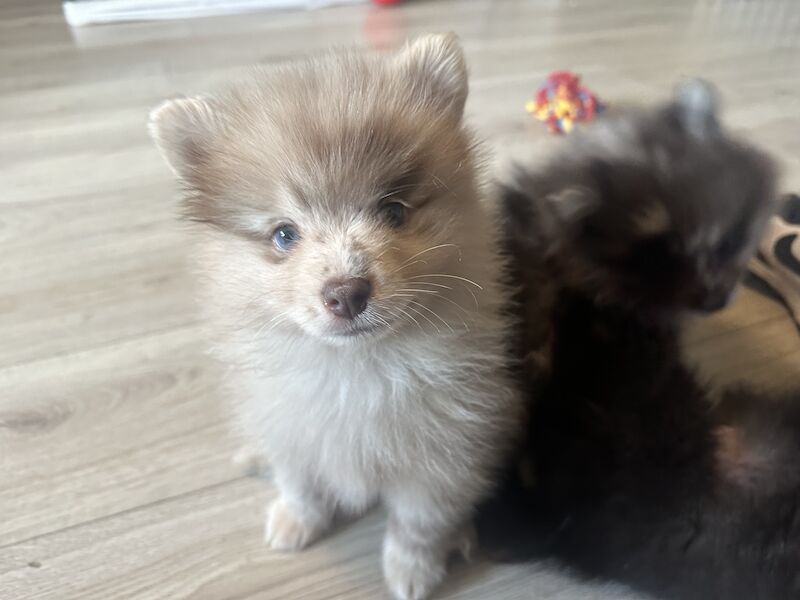 Merle Pomeranians. for sale in Woodford Green, Redbridge, Greater London - Image 10