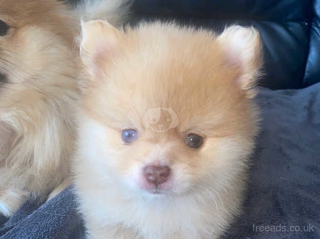 Merle split eyes tiny Pomeranian for sale in Diss, Norfolk