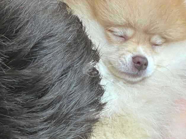 Merle split eyes tiny Pomeranian for sale in Diss, Norfolk - Image 3