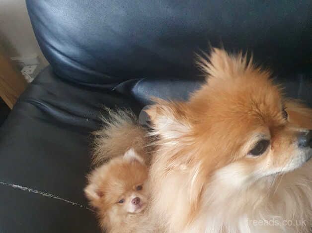 Merle split eyes tiny Pomeranian for sale in Diss, Norfolk - Image 4