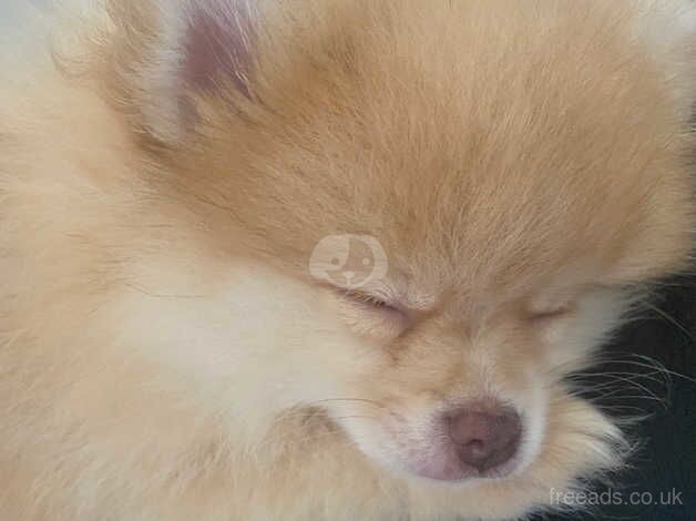 Merle split eyes tiny Pomeranian for sale in Diss, Norfolk - Image 5