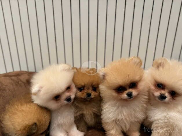 Micro size Poms for sale in Amersham, Buckinghamshire - Image 2