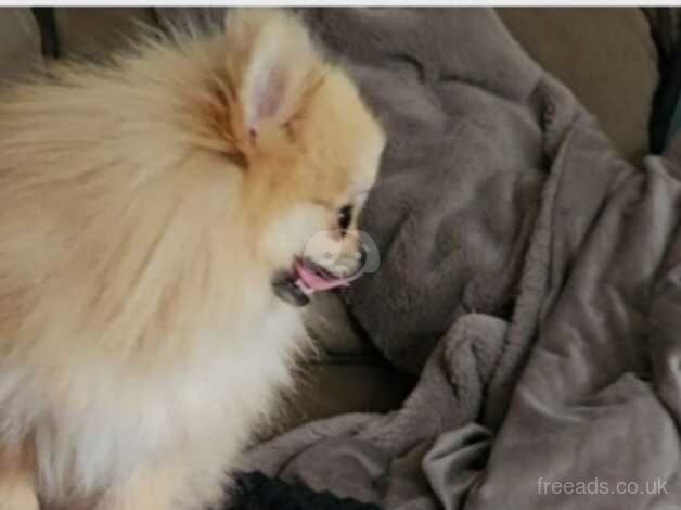 Micro Tiny Adult Female Pom for sale in Nottingham, Nottinghamshire