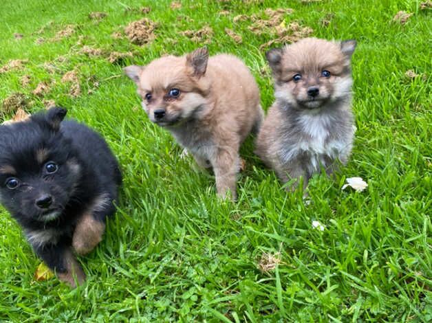 Minature Pomeranian puppies for sale in Omagh - Image 1