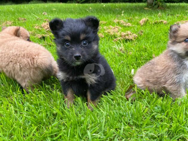 Minature Pomeranian puppies for sale in Omagh - Image 2