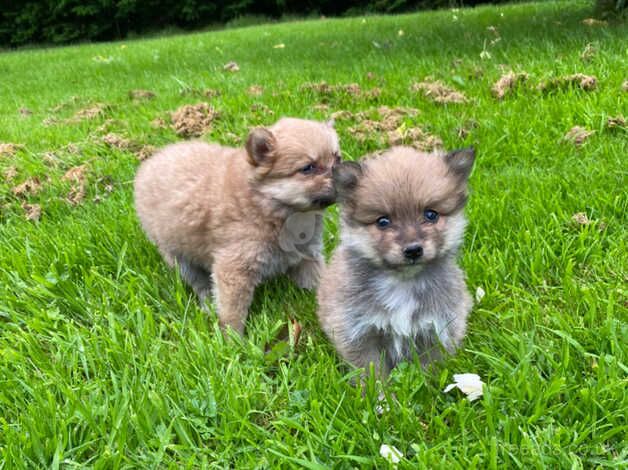 Minature Pomeranian puppies for sale in Omagh - Image 3