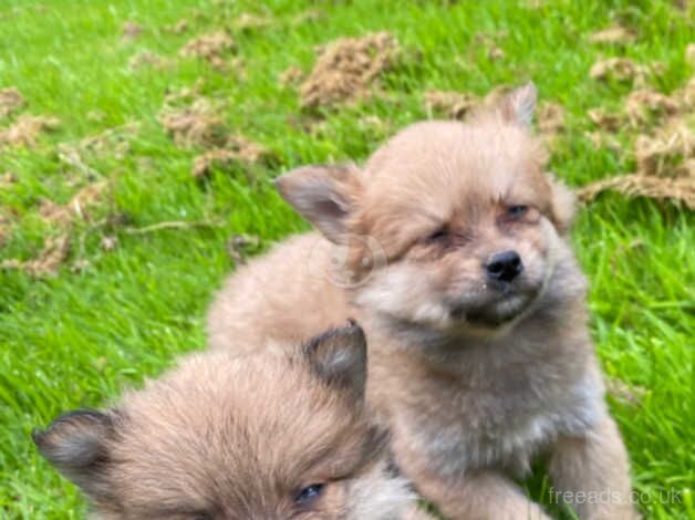 Minature Pomeranian puppies for sale in Omagh - Image 4