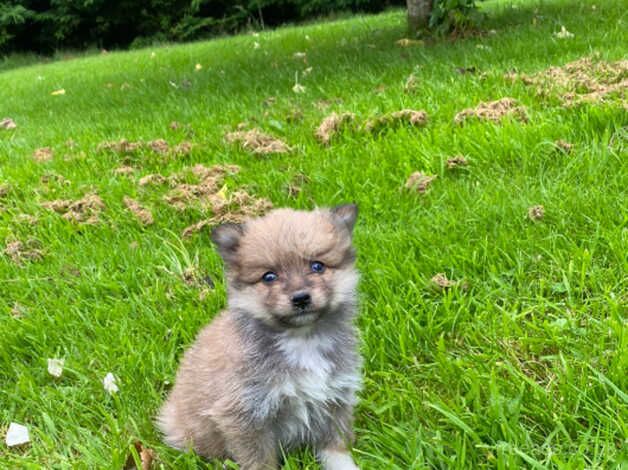 Minature Pomeranian puppies for sale in Omagh - Image 5