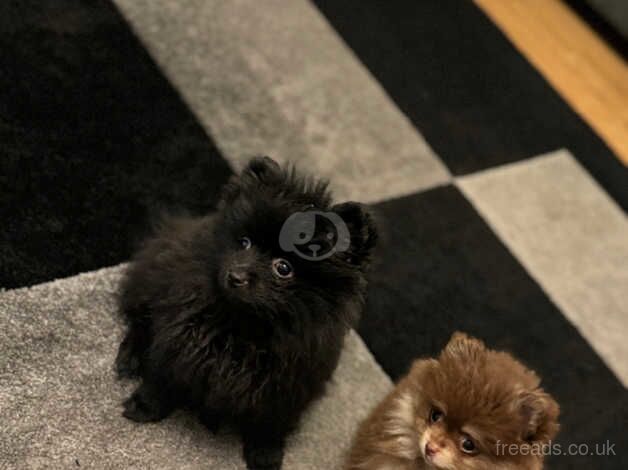 Minature super tiny Pomeranian puppy for sale in Enfield, Enfield, Greater London - Image 2