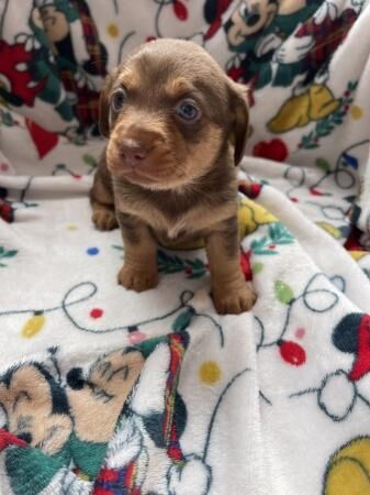 Mini dachshund x Pomeranian puppies for sale in Brentwood, Essex - Image 1