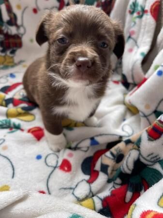 Mini dachshund x Pomeranian puppies for sale in Brentwood, Essex - Image 4