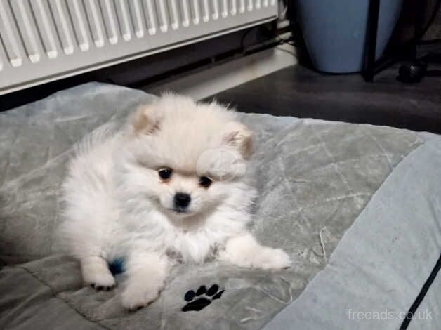 Mini pomeranian puppies for sale in Rotherham, South Yorkshire