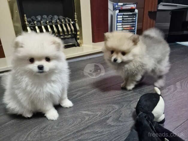 Mini pomeranian puppies for sale in Rotherham, South Yorkshire - Image 2