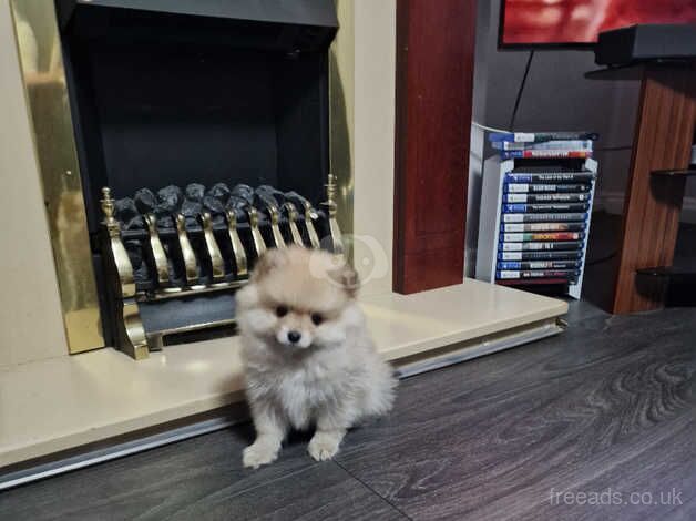 Mini pomeranian puppies for sale in Rotherham, South Yorkshire - Image 3