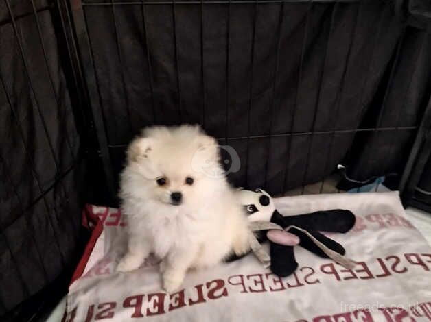 Mini pomeranian puppies for sale in Rotherham, South Yorkshire - Image 4