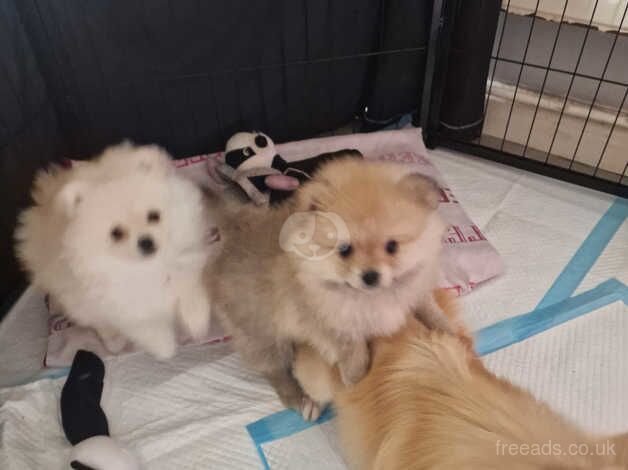 Mini pomeranian puppies for sale in Rotherham, South Yorkshire - Image 5