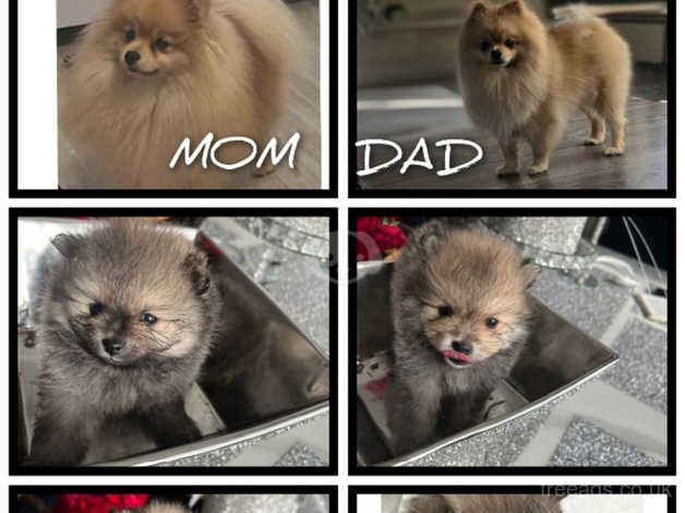 Mini Pomerijan puppy for sale in Dudley, Tyne and Wear