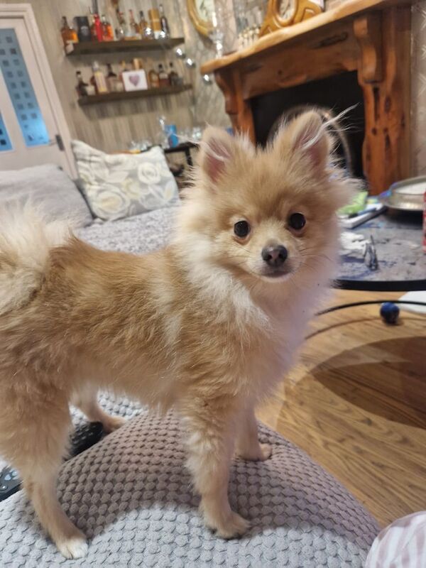 Miniature Pomeranian for sale in Holywood, County Down