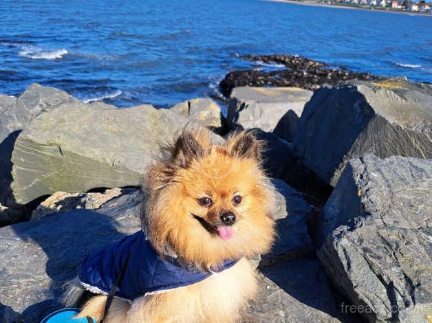 Miniature Pomeranian needs new home for sale in Carrickfergus, Carrickfergus - Image 2