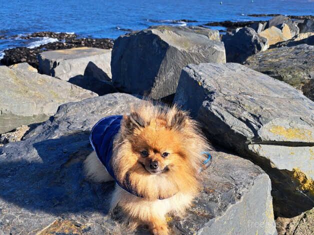 Miniature Pomeranian needs new home for sale in Carrickfergus, Carrickfergus - Image 3