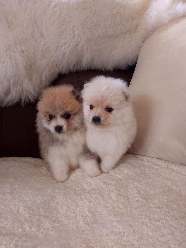 Miniature pomeranian puppies for sale in Newham, Cornwall