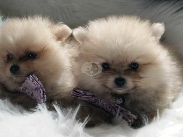 Miniature Pomeranian puppies (boys) for sale in Dungannon - Image 1