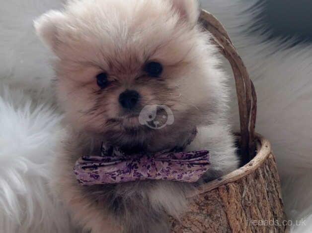 Miniature Pomeranian puppies (boys) for sale in Dungannon - Image 2