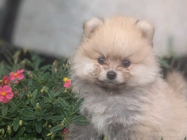 Miniature Pomeranian puppies (boys) for sale in Dungannon - Image 3