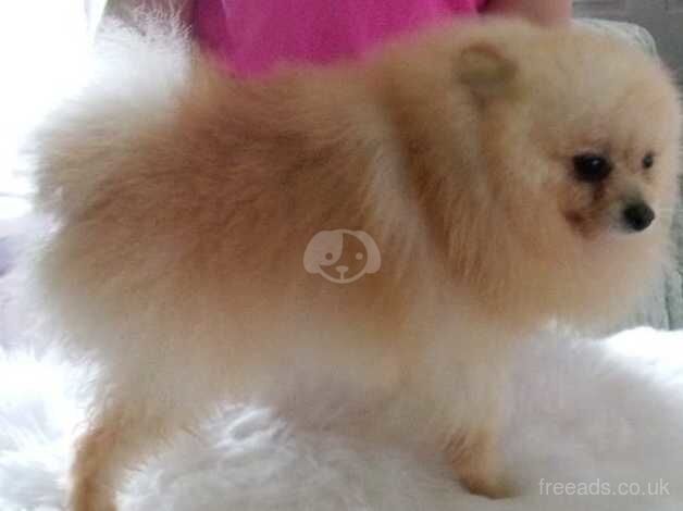 Miniature Pomeranian puppies (boys) for sale in Dungannon - Image 4