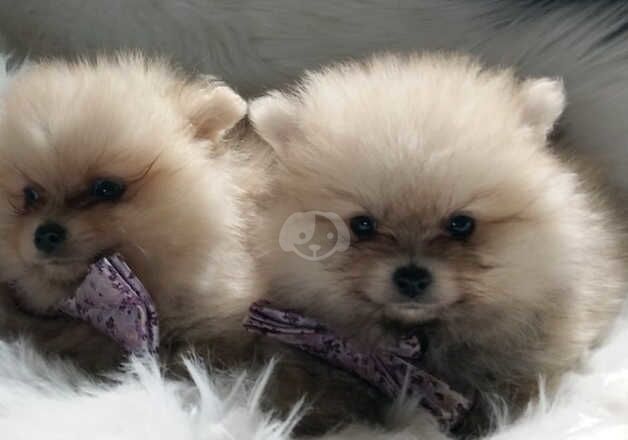 Miniature Pomeranian puppies for sale in Dungannon, Dungannon