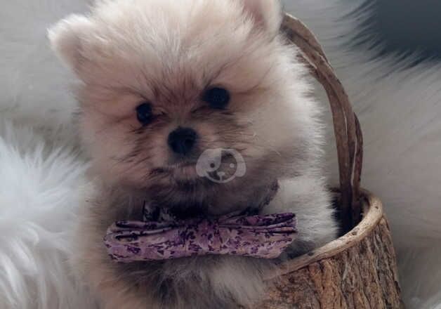 Pomeranians for sale in Dungannon, Dungannon