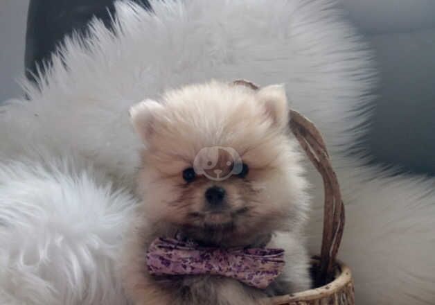 Pomeranian Puppies for sale in Dungannon