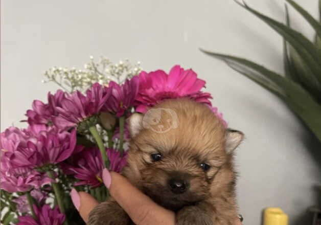 Miniature Pomeranian Puppies for sale in Enfield, Enfield, Greater London - Image 2