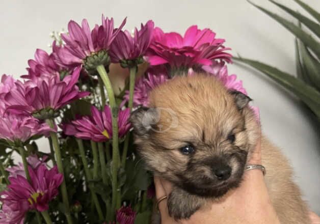 Miniature Pomeranian Puppies for sale in Enfield, Enfield, Greater London - Image 3