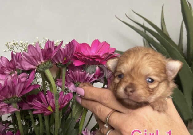 Miniature Pomeranian Puppies for sale in Enfield, Enfield, Greater London - Image 4