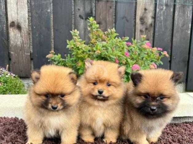 Miniature Pomeranian puppies for sale in Newham, London - Image 1