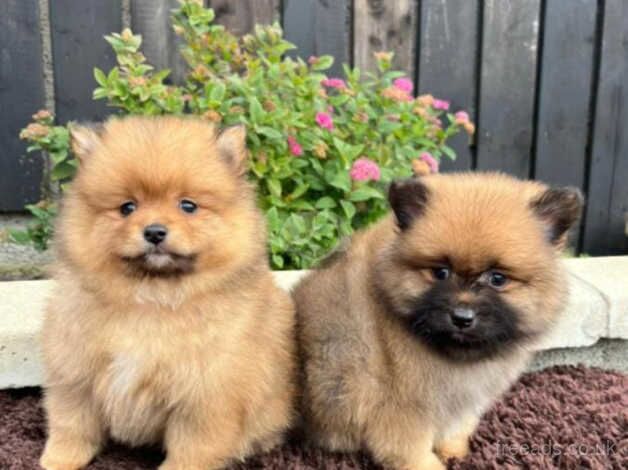 Miniature Pomeranian puppies for sale in Newham, London - Image 2