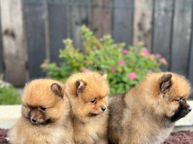 Miniature Pomeranian puppies for sale in Newham, London - Image 3