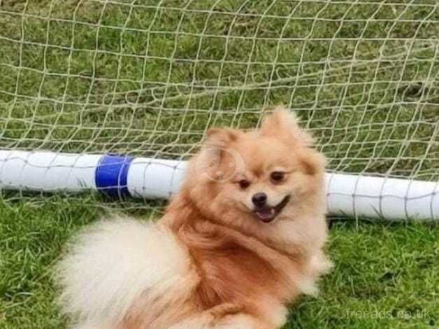 Miniature Pomeranian puppies for sale in Newham, London - Image 5