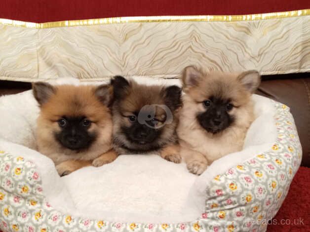 Miniature Pomeranian puppy's for sale in Newtownabbey