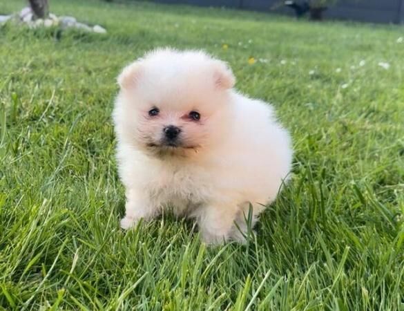 Miniature white pomeranian pups for sale in Spalding, Lincolnshire - Image 1