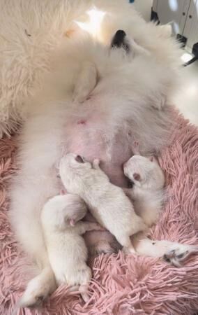 Miniature white pomeranian pups for sale in Spalding, Lincolnshire - Image 2