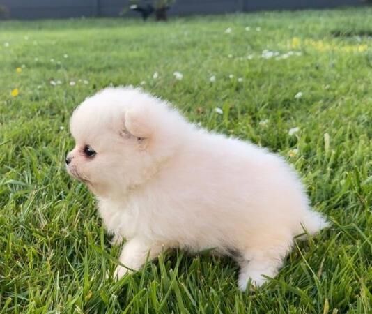 Miniature white pomeranian pups for sale in Spalding, Lincolnshire - Image 3