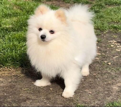 Miniature white pomeranian pups for sale in Spalding, Lincolnshire - Image 4